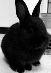 ショコラ
