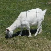 ゆーいちの画像
