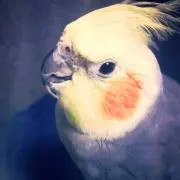 ひだおの画像