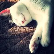ねこ山の画像