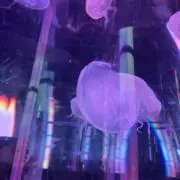 ୨୧ yanちゃん୨୧の画像