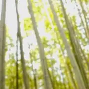 琥珀【プロフ有】の画像