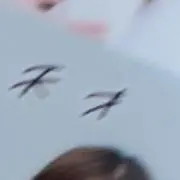 さくらの画像