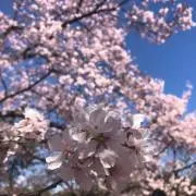 yumoの画像