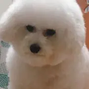 Ansrucky