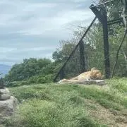 ぽよんの画像