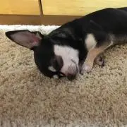 ろんの画像