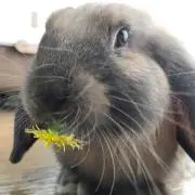 火拳のエース