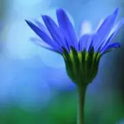 デイジーの画像