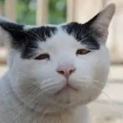 なるべく早く丁寧にの画像