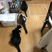 けい