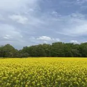 ななしの画像