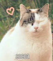 cocoaの画像