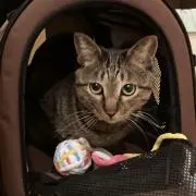 どんどんの画像