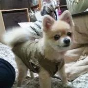 ぽんちゃん