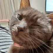 Y.cocoの画像