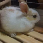 ラビ