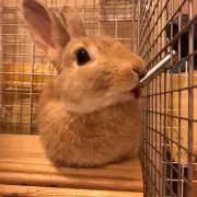 ブッチーの画像