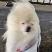 ぴろりん