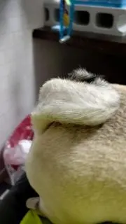 パグ