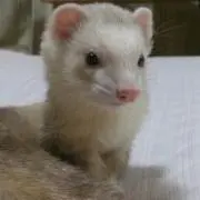 ヨギの画像