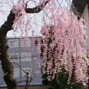 枝垂れ桜の画像