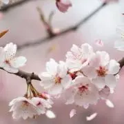 Shinの画像