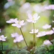 osushiの画像
