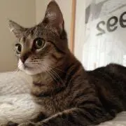 kitticoの画像