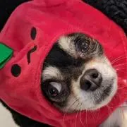 ゆりえぽんの画像