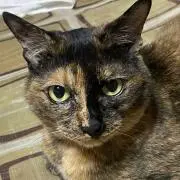 さくらさん