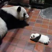 福沢の画像