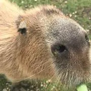 emiの画像