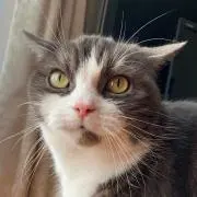 りんご