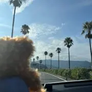 ynの画像