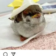ぴっちゃん
