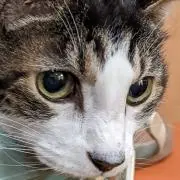としの画像