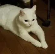 あきの画像