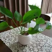 ★GREEN★の画像