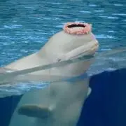もえの画像