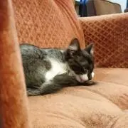 たけのこ