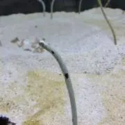 えりの画像