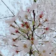 nanaの画像