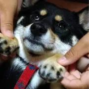 ピコラボの画像