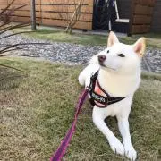 あおの画像