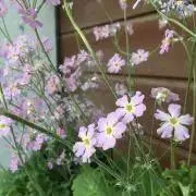 さくら草の画像
