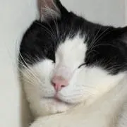 koji-koji