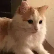 はれぽんの画像