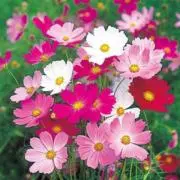 秋桜