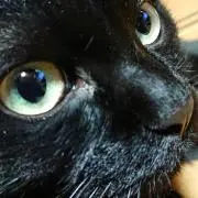 uzumakiの画像